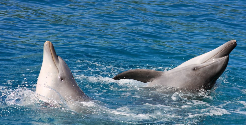 https://d3r8gwkgo0io6y.cloudfront.net/upload/dolphin show 2.jpg